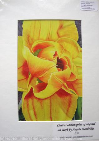 Compostella Tulip - Print