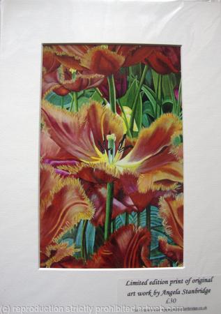 Black Jewel Tulip - Print