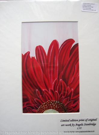 Red Gerbera - Print