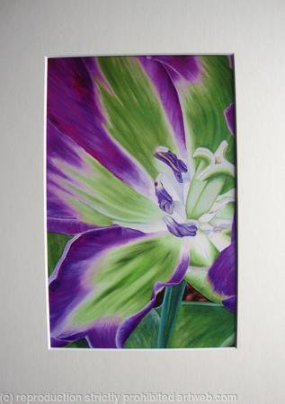 Nightrider Tulip - Print