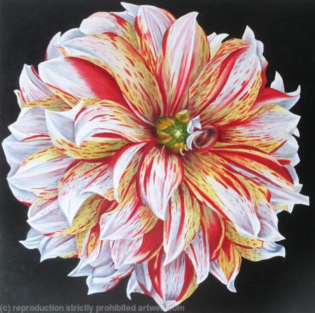 Dahlia Caribbean Fantasy