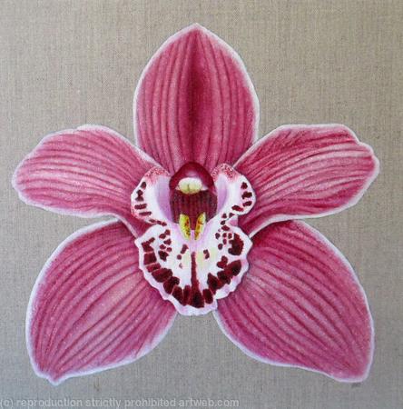 Orchid Summer Geyser Candy