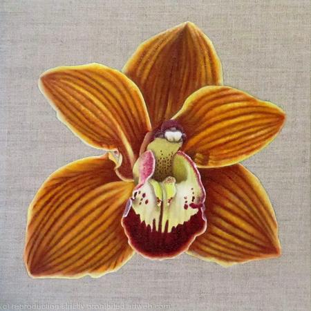 Orchid Charlie Brown 