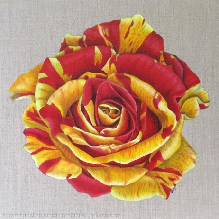 Heirloom Gannan Rose