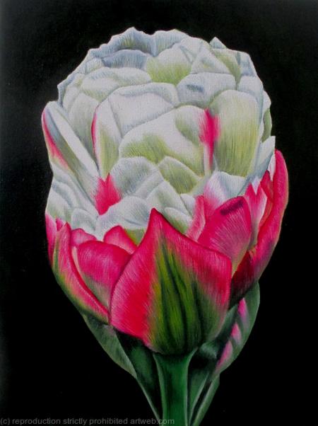 Ice Cream Tulip