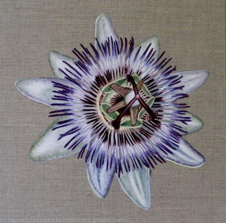 Passion Flower