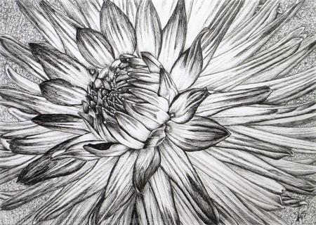 B/W Dahlia Flower 6