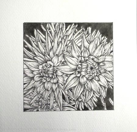 B/W Dahlia Flower 8