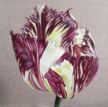 Tulip Purple Crystal 1