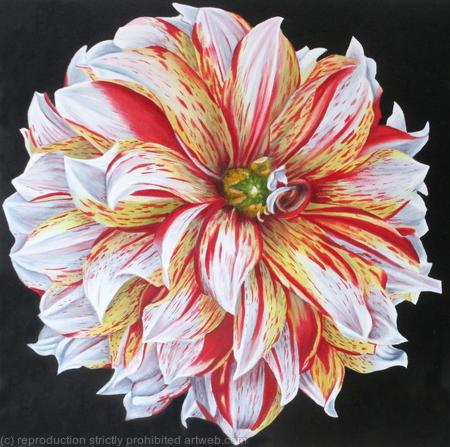Dahlia Caribbean Fantasy - Square Greetings Card