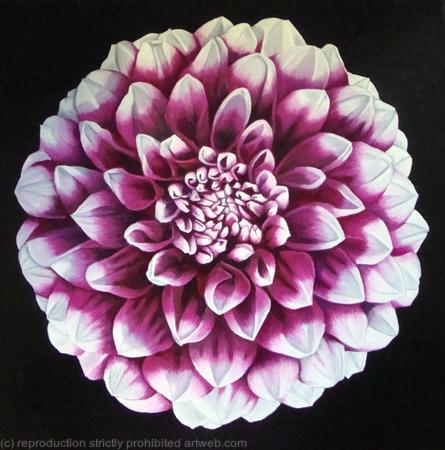 Pink Dahlia - Square Greetings Card
