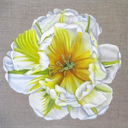 Flaming Evita Tulip - Square Greetings Card