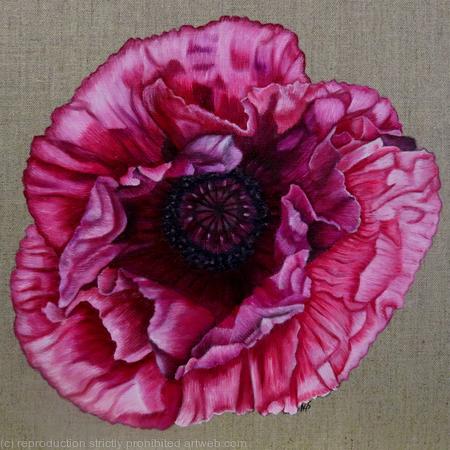 Pink Poppy