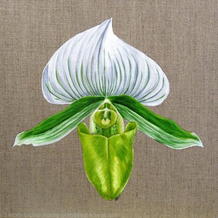 Green Lady Orchid