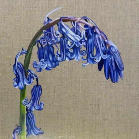 Bluebells