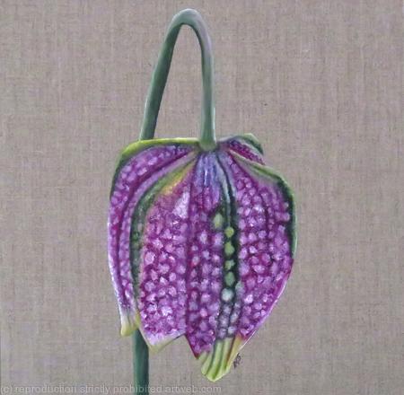 Fritillaria Meleagris