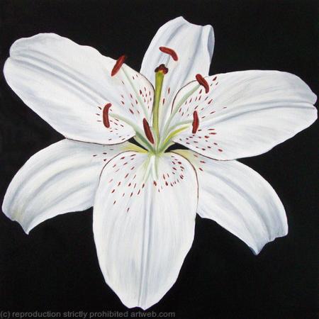 White Lily - Square Greetings Card