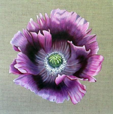 Purple Poppy - Greetings Card
