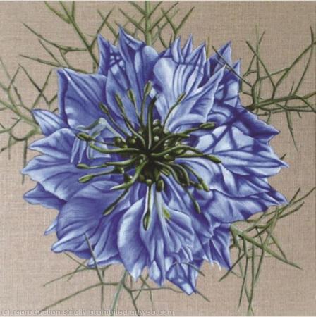 Love-in-the-Mist - Square Greetings Crad