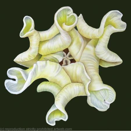 Yellow Crown Tulip - Square Greetings Card