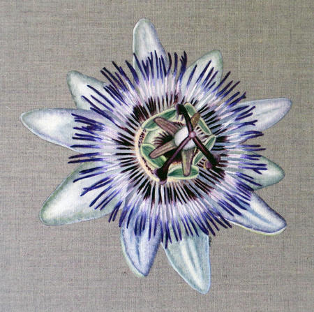 Passion Flower - Square Greetings Card