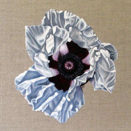 White Poppy - Square Greetings Card