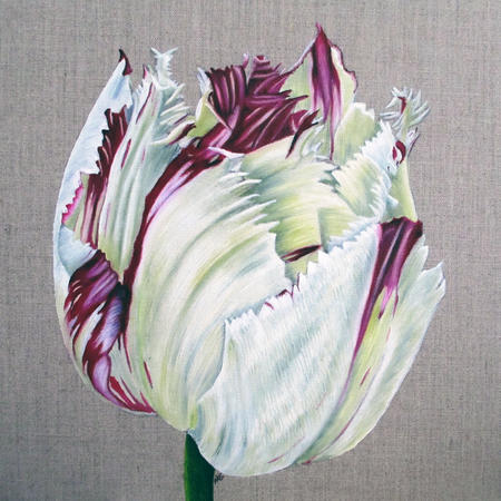 Purple Crystal Tulip 2 - Square Greetings Card