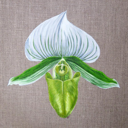Green Lady Orchid - Square Greetings Card