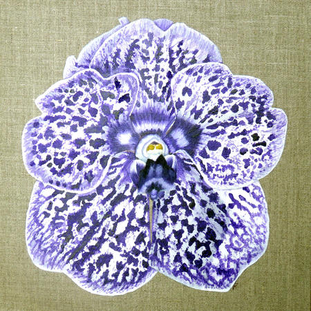 Vanda Siam Ink Orchid - Square Greetings Card