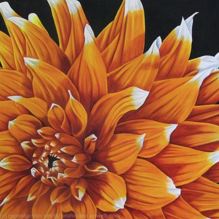 Dahlia Colour Spectacle - Square Greetings Card