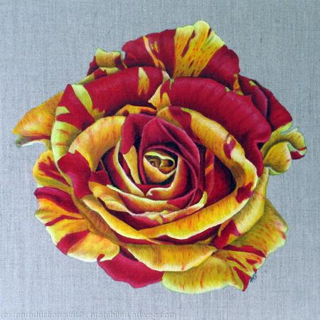 Heirloom Gannan Rose - Square Greetings Card