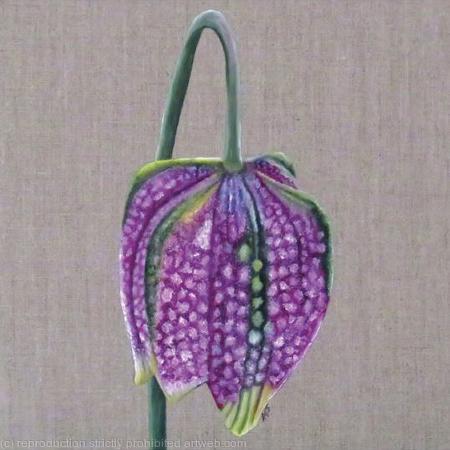 Fritillaria Meleagris - Greetings Card