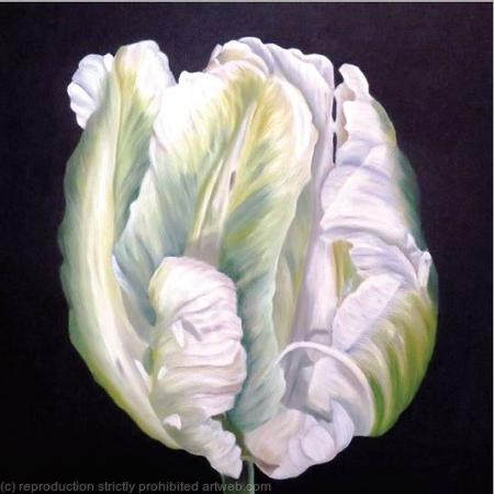 White Parrot Tulip - Greetings Card