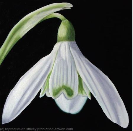 Snowdrop - Greetings Card