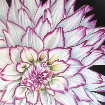 April Dawn Dahlia - Greetings Card