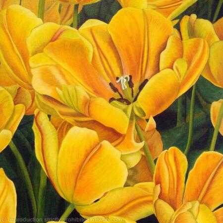Asahi Tulip - Greetings Card