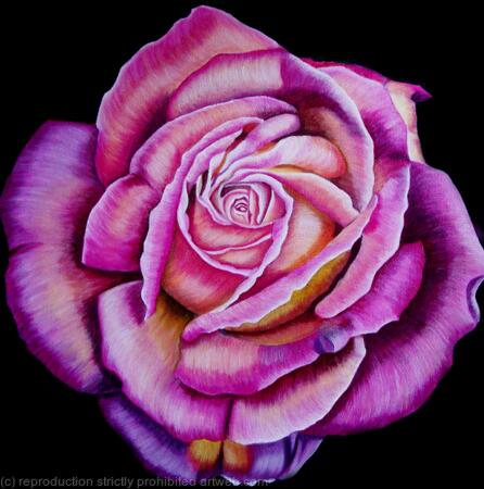 Pink Rose - Greetings Card