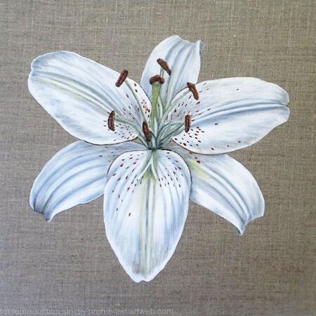 White Lily 2 - Greetings Card