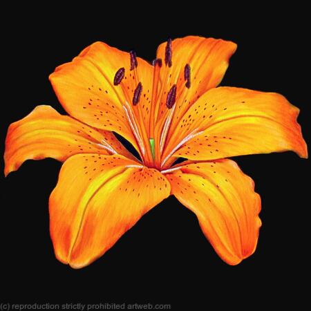 Orange Joy - Greetings Card