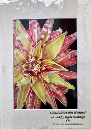 Dahlia Giraffe - Print