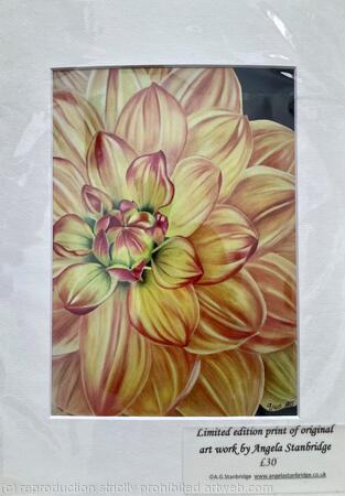 Dahlia Pam Howden - Print