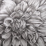 B/W Dahlia Flower 1