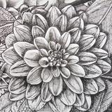 B/W Dahlia Flower 3