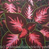 Coleus Plant 3
