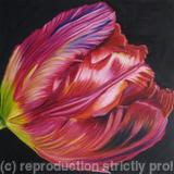 Large Red Tulip1