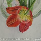 Tulipmania 2 - Colour