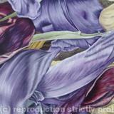 Tulipmania 4 - Colour
