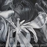 Tulipmania 16 - Black and White