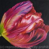 large-red-tulip1