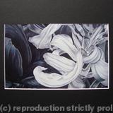 Tulipmania 11 - Print Black Mount